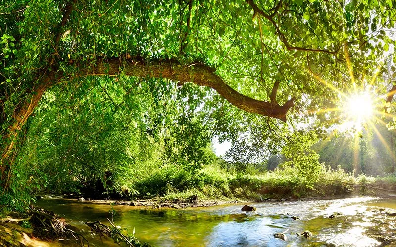 Holz- und Forstwirtschaft – ein Wald bei Sonnenschein