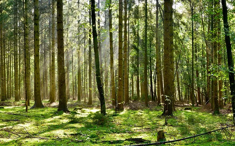 Bäume im Wald